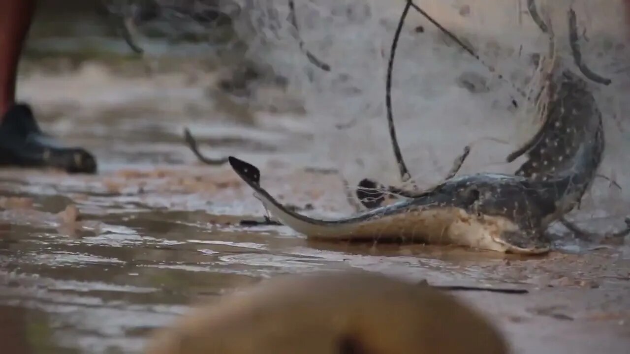 Sea Cramp-fish caught in the network by local residents