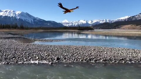 Eagles view of Jasper National Park.