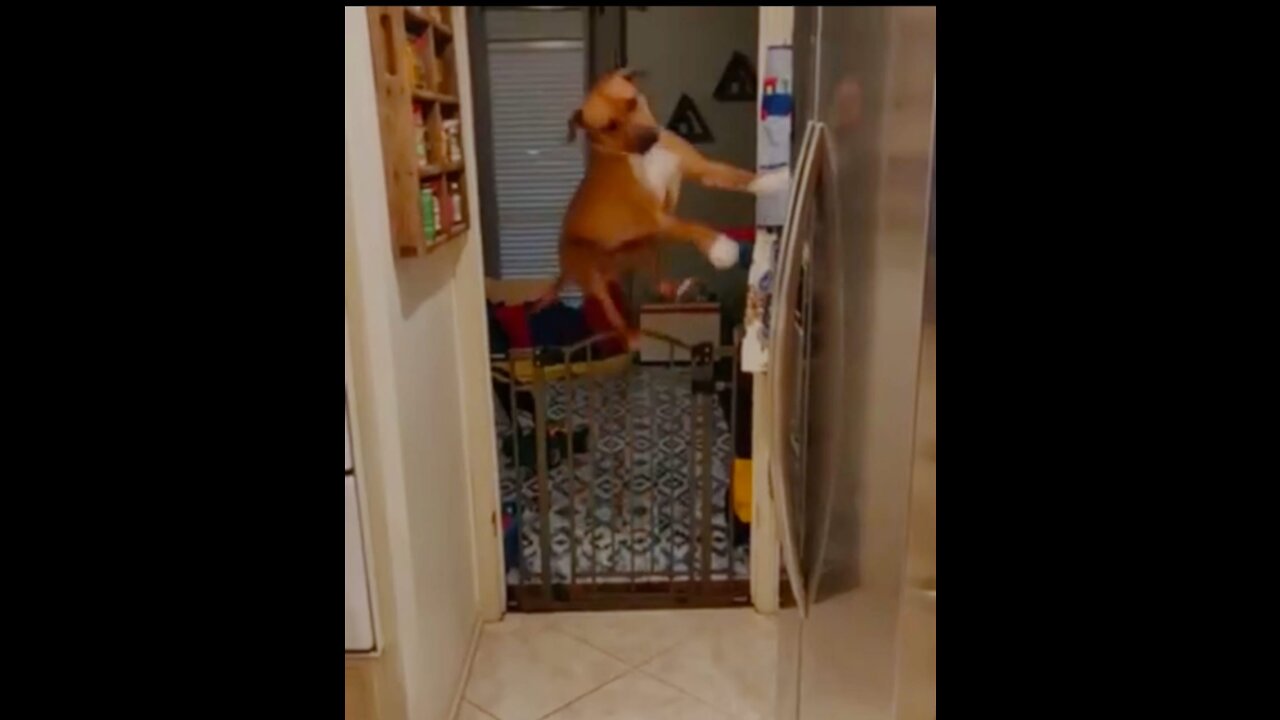 Dog Makes Incredible jump over Gate