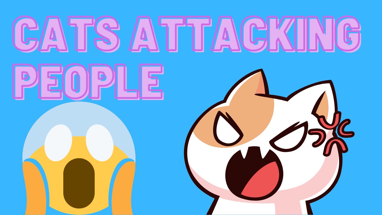 Cats Attacking People! So Funny!