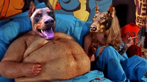Female Doberman Shows Inexperienced Stud How To Do It...