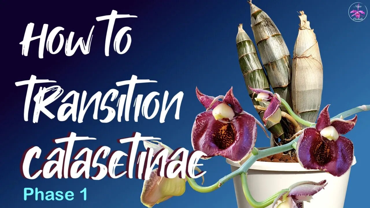 How to transition #catasetinae from organic to inorganic media | Tutorial for Phase 1