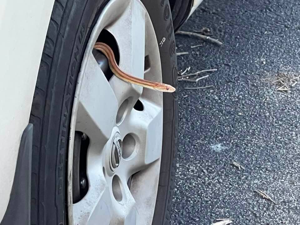 Garter snake in the rim of a car