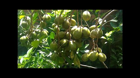 essa frutifera começa produzir em 6 meses muda feita por semente