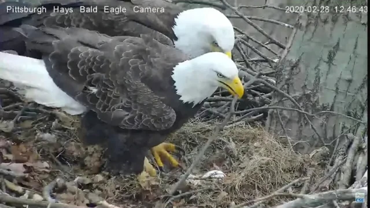 Hays Eagles Mom in with fluff 2282020