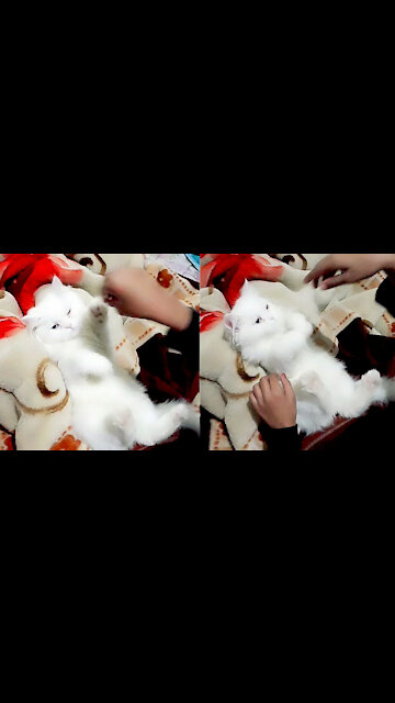 This Captivating Kitten Preciously Playing With It's Best Friend And Love Biting