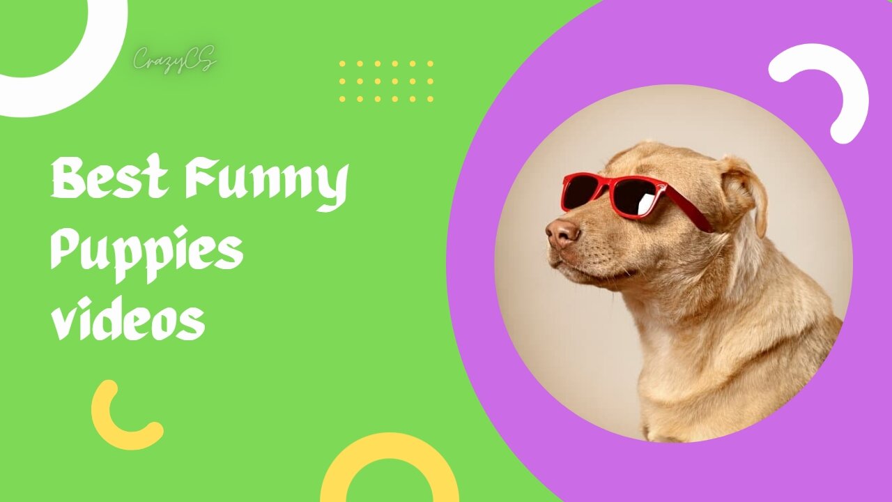 Funny Puppies Videos Try not to Laugh