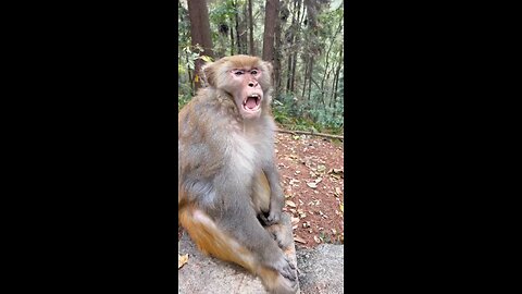 funny monkey