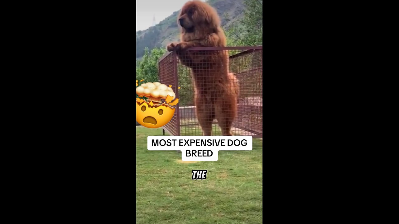 Most Expensive Dog Breed!