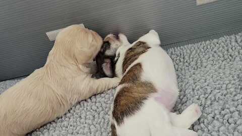 4/5 L, M, &N Litters