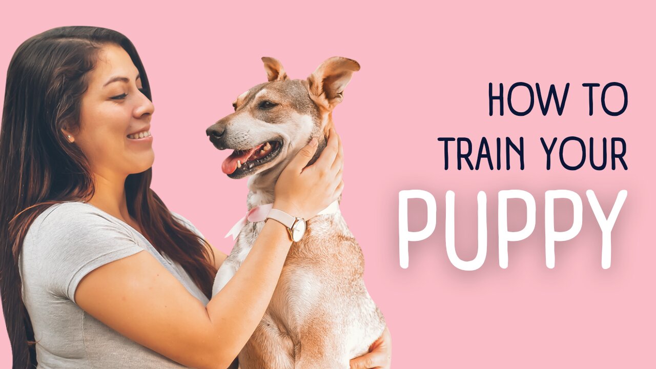 Positive Training: Transform Your Dog's Behavior with These Simple Techniques