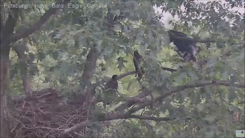 Hays Juvenile goes up to the attic in the nest tree 6.3.21 1643