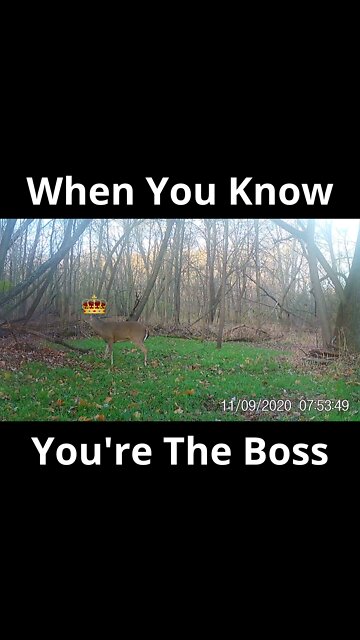 When Someone Is After Your Lady But You're Bigger! #Short #bossbuck