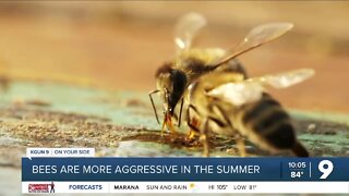 Bees becomes more defensive during the summer months