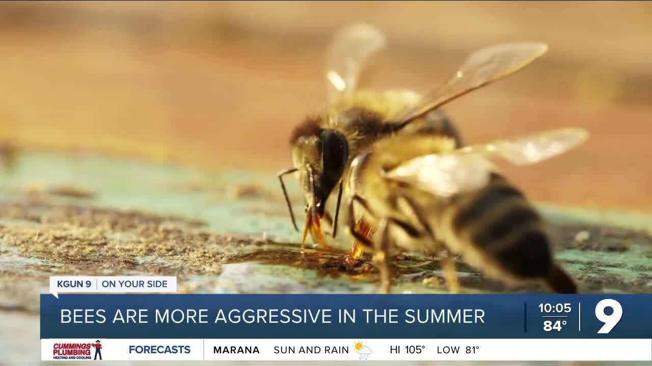 Bees becomes more defensive during the summer months