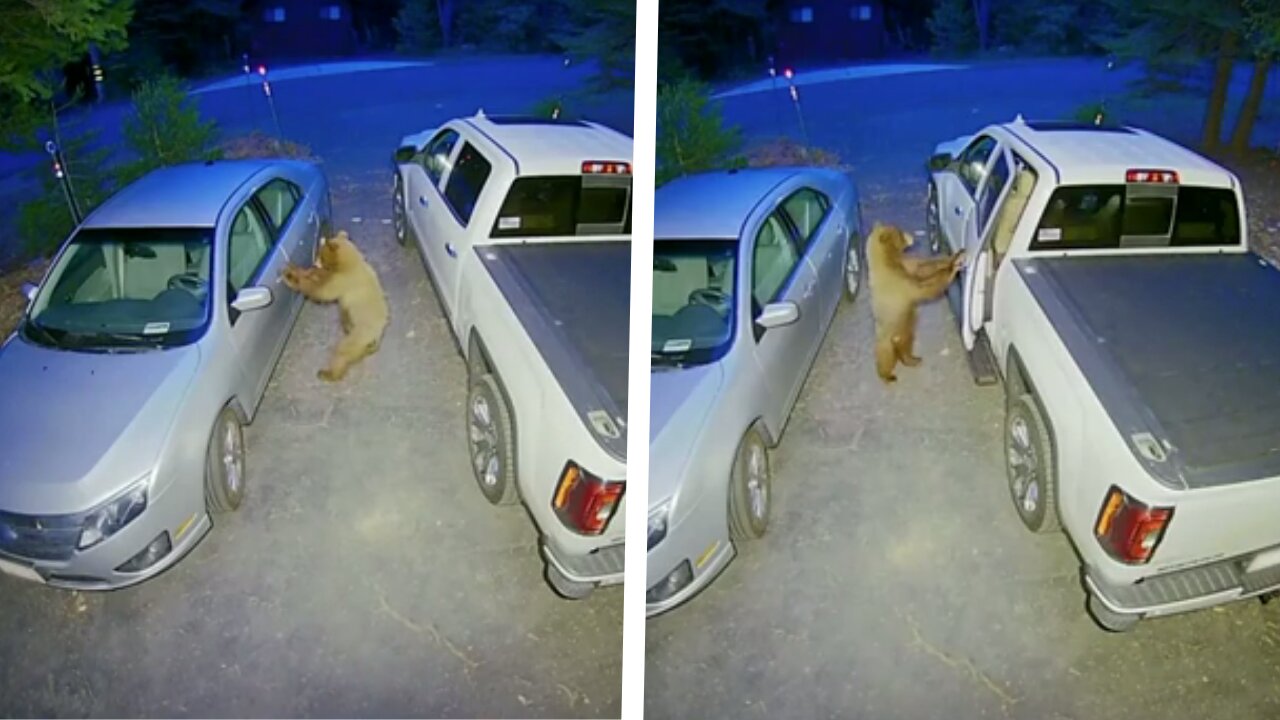 Bear Caught On Camera Trying to Open a Car Door