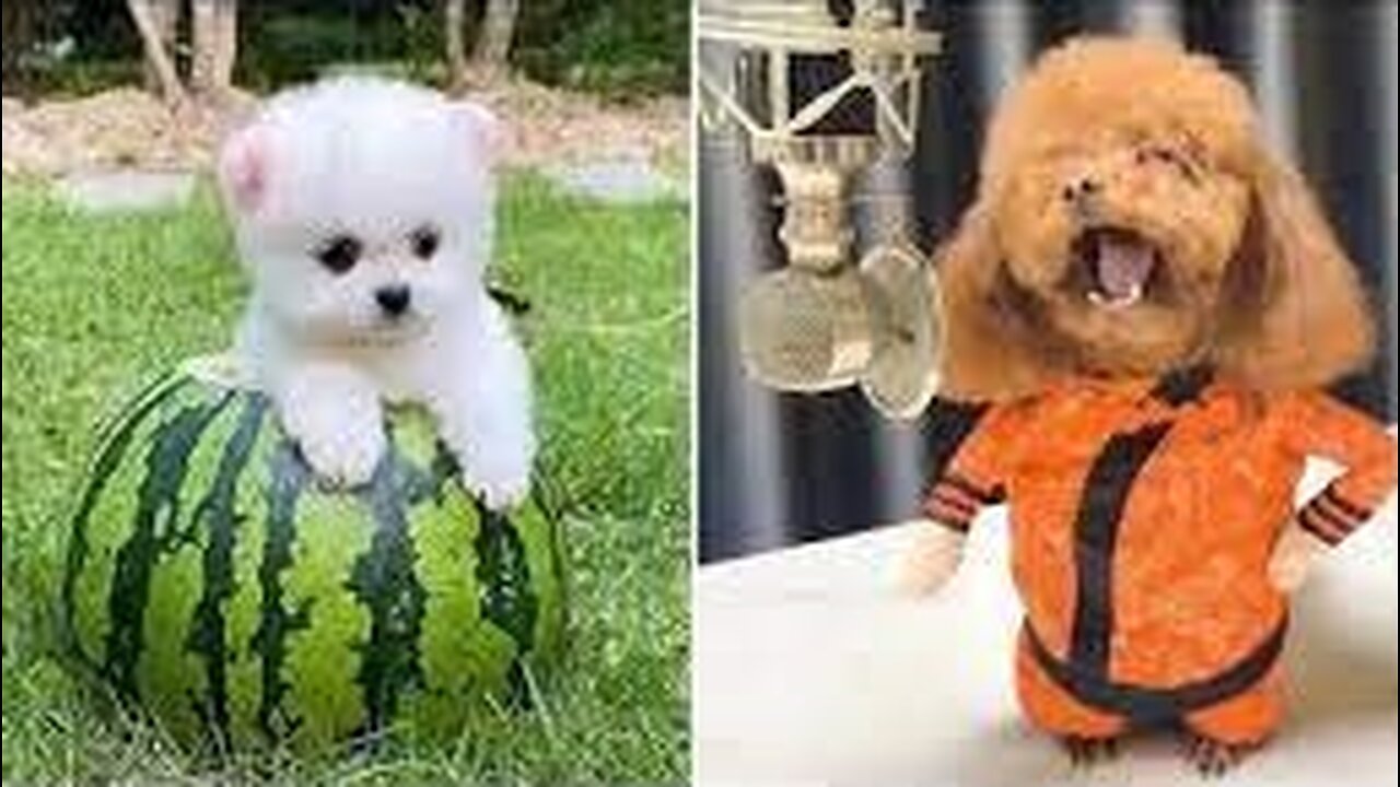 Baby Dogs | Cute and Funny Dog Videos | Funny Puppy Videos | Funny Dogs