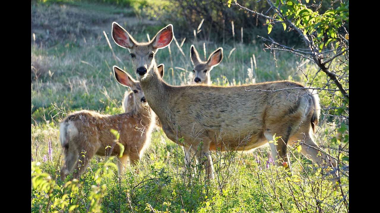 Tallman Gulch Trail Wildlife