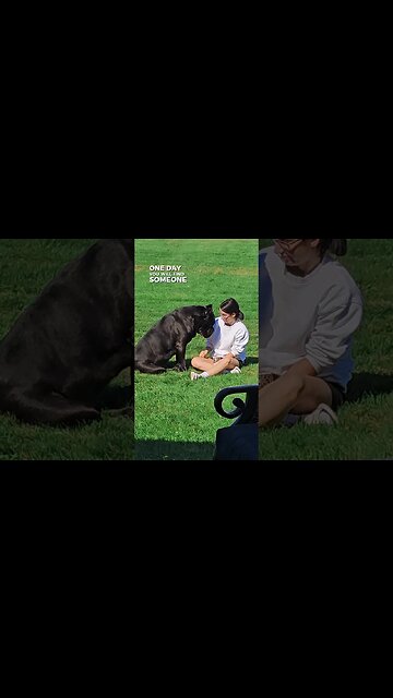 Do You Have This? #dog #canecorso #shorts