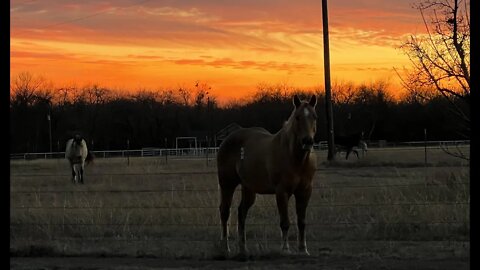 Sunday Morning Feeding With Horses & Kitty