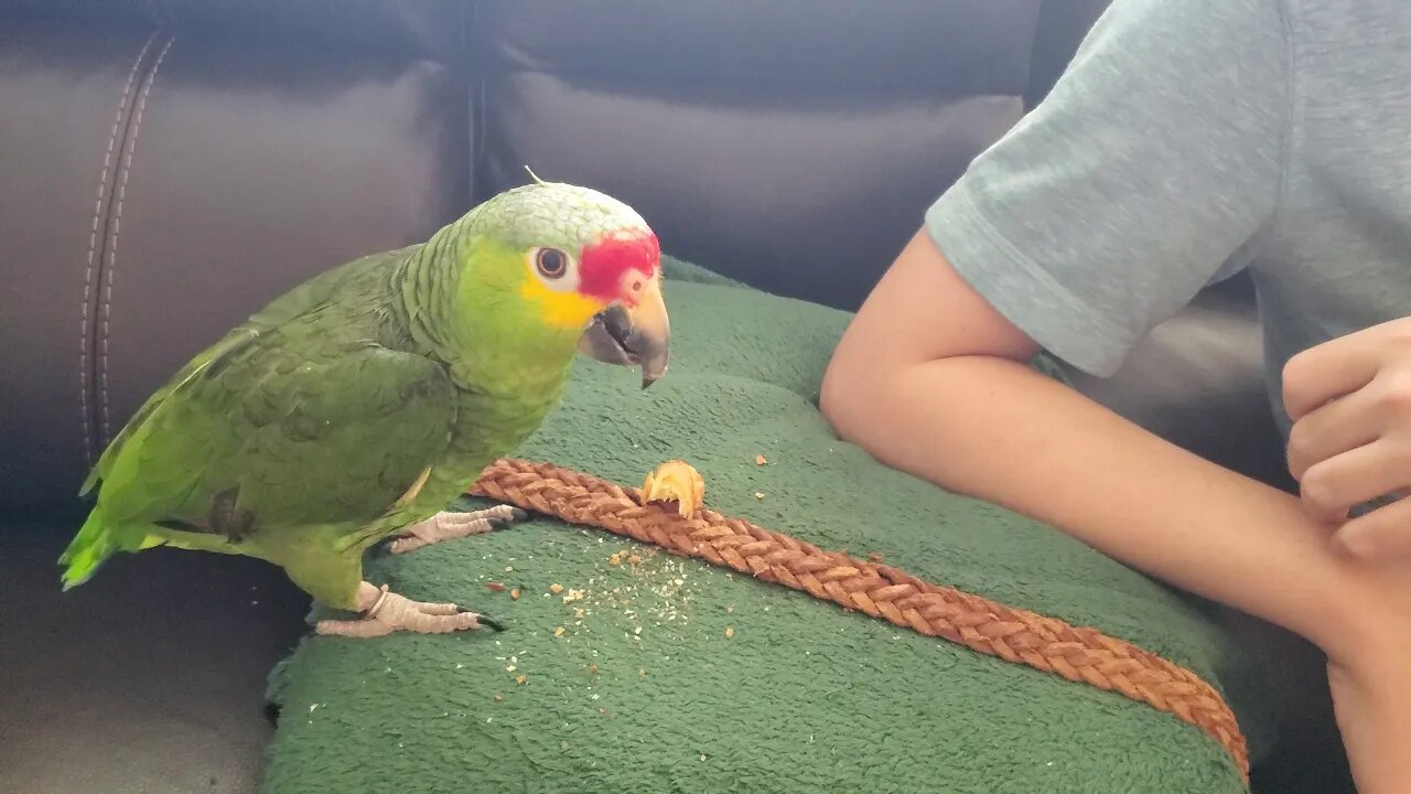 Gus the Red Lored Amazon parrot eating a soft croissant but making a loud crunch anyway.