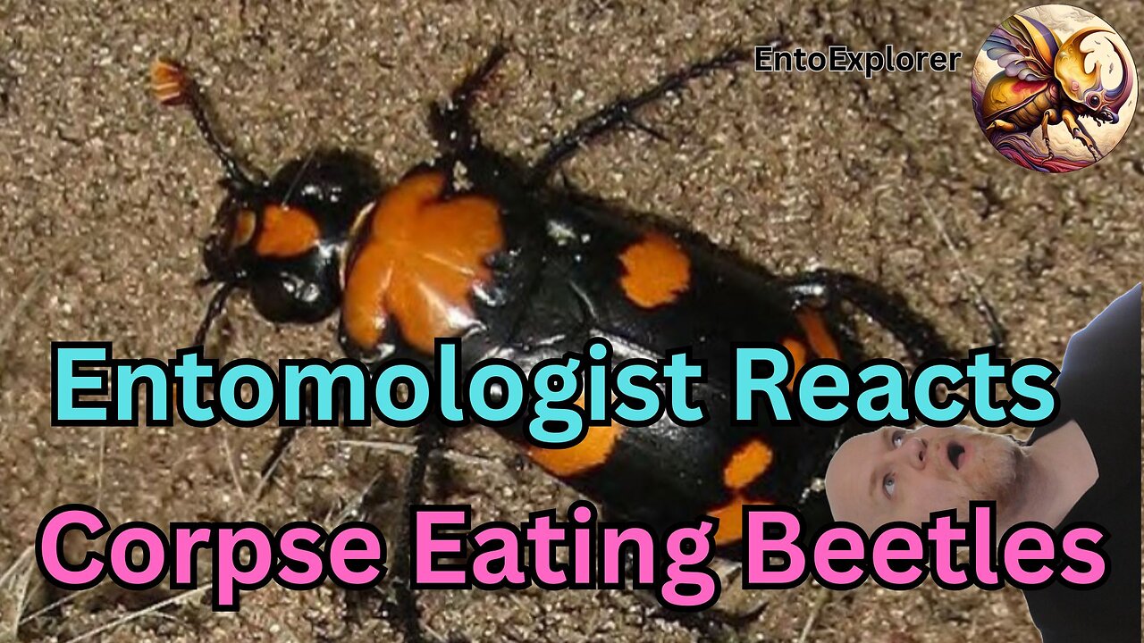 Entomologist Reacts to Corpse Eating Beetles and the Mites Who Love Them