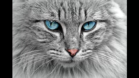 Cat meowing to attract cats