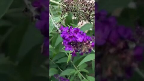 These bushes really do attract butterflies