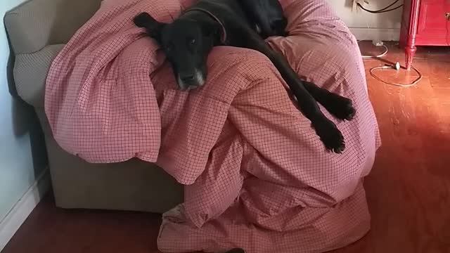 Guilty Dog Slips Through Door After Getting Caught