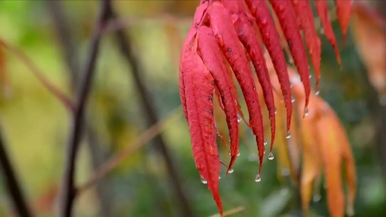 No Copyright Background Autumn Video Free Stock Footage