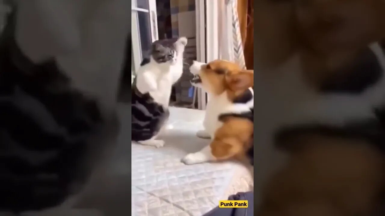 Funny videos | Funny cats and dogs | Cute dogs #shorts #short #viral #youtubeshorts #cat #dog