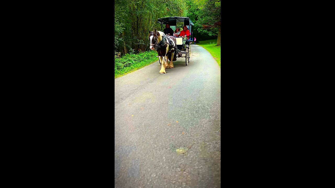 Beautiful Horse 🐎 | Killarney National Park | Ireland #viral #viralvideo #viralshorts #horse