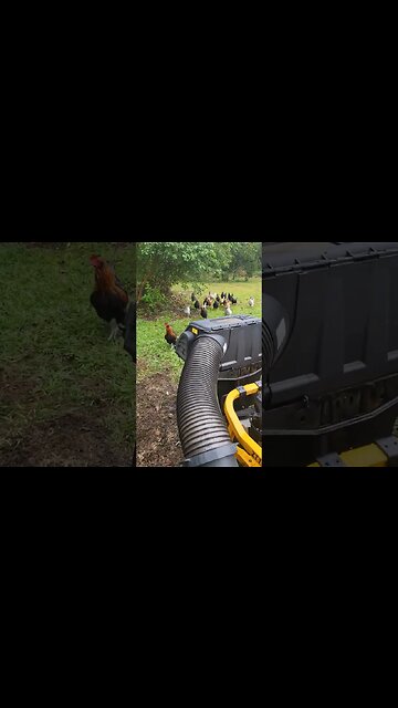 Chicken Adventures #chickens #chickenlife #chickenshorts #backyardchickens
