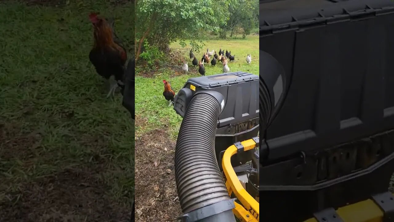 Chicken Adventures #chickens #chickenlife #chickenshorts #backyardchickens