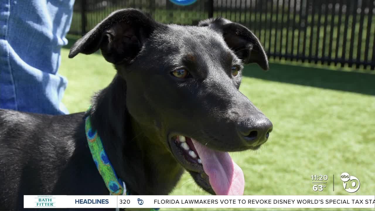 Pet of the Week: Coke