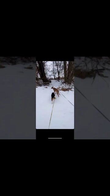 (NSFW) Dogs are a trip hazard pt2 You’ve already been warned