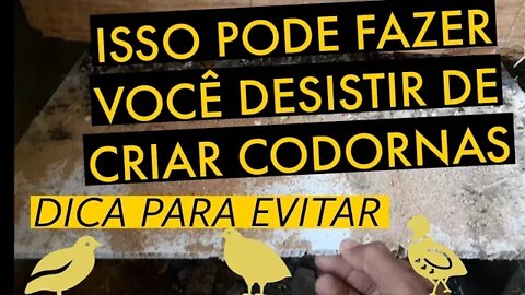 COMO EVITAR O MAL CHEIRO / VIVER DE CODORNA @Viver de codorna