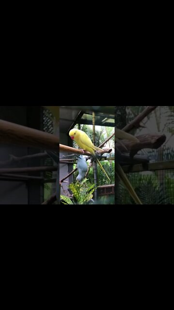 OS ANIMAIS MAIS FOFOS E ENGRAÇADOS DO MUNDO! #shorts