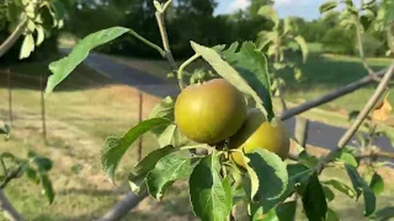 July Orchard walk