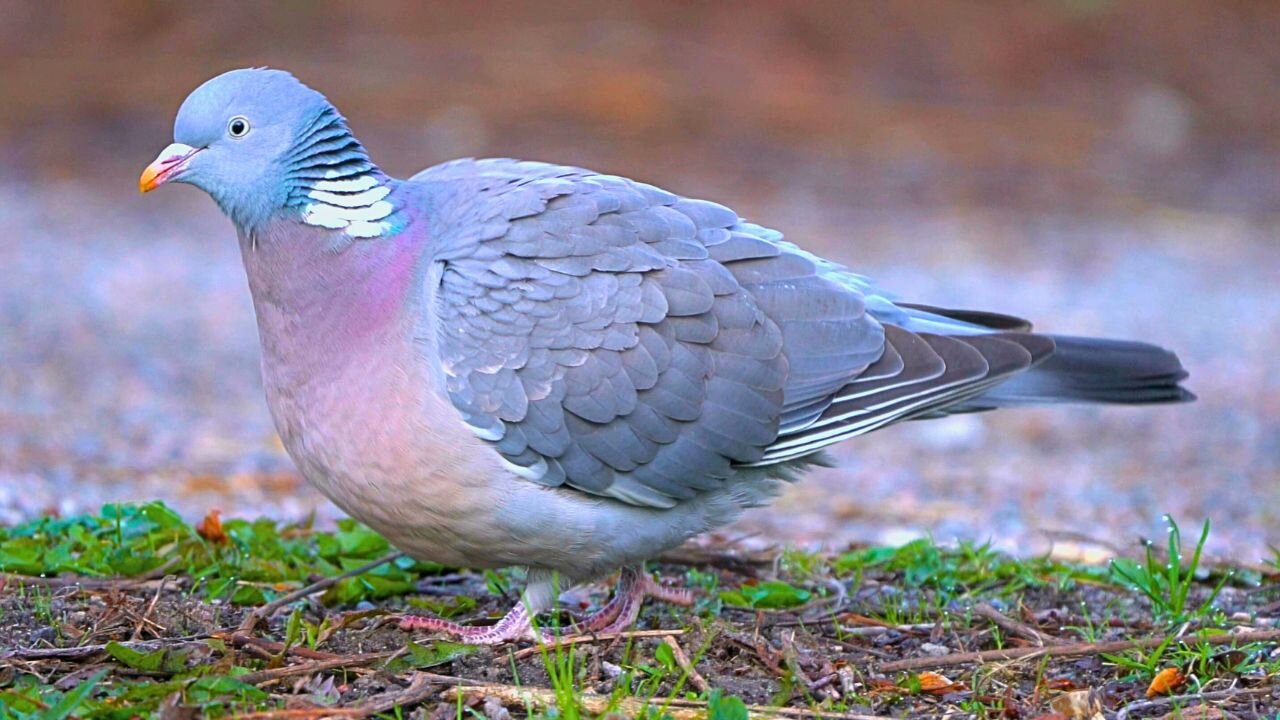 Fifth Encounter with Common Wood Pigeon Walking and Foraging by the Road