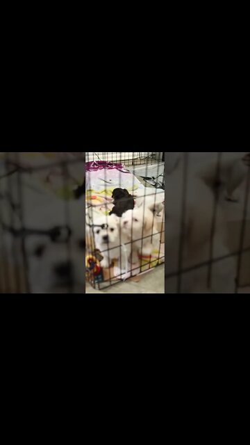 These tiny puppies are always disrupting filming! #shorts