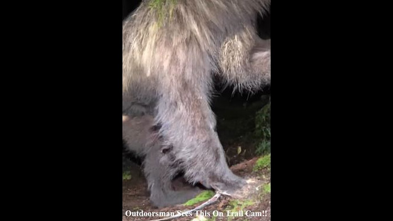 Possible Sasquatch Photo and Tracks in Sparwood, BC