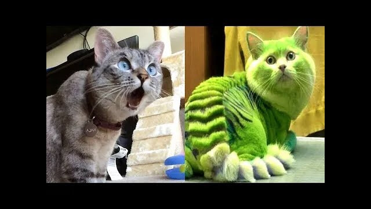 The Ultimate Compilation of Funny Cat and Dog Videos 2023