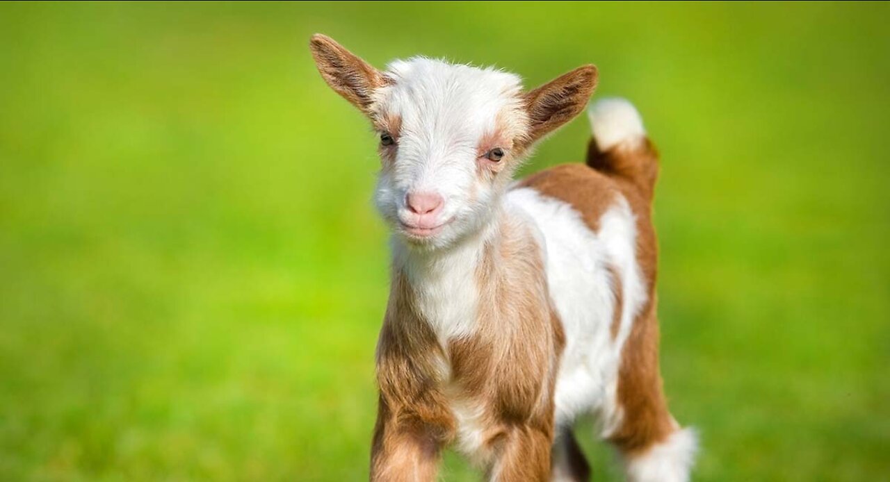 Baby Goat goes Baa (Compilation)