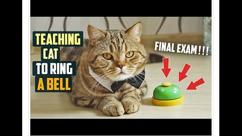 Teaching cat to ring a bell (Final exam)