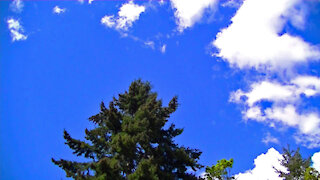 IECV TLV #26 - 👀 The Pine Tree Shaking And The Clouds Moving Over ☁☁☁4-28-2019