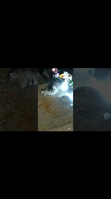 The Fox And Cat Eat Together #Shorts 😺