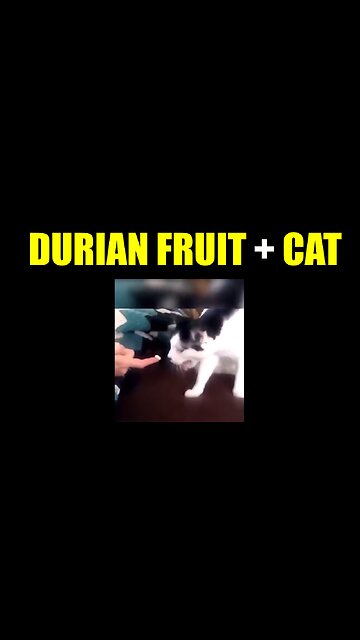 Durian fruit + Cats