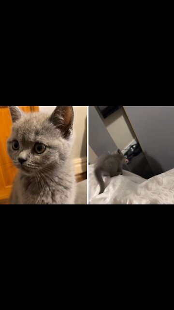 Kitten Gets Intense Bursts Of Energy Right Before Bedtime