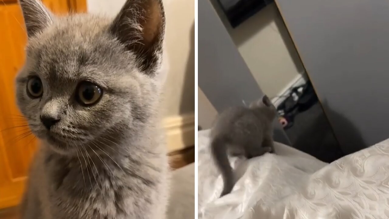 Kitten Gets Intense Bursts Of Energy Right Before Bedtime